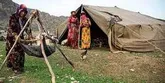 توزیع بیش از ۲۰ هزار تن انواع نهاده‌ دامى در بین عشایر آذربایجان‌ غربی