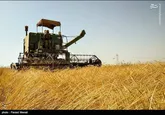 کاشت محصولات زمستانه در ۱۳ هزار هکتار از زمین‌های خوزستان