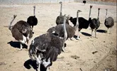 توسعه صنعت پرورش شتر مرغ در بستک