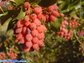 چشمم دنیا به ریز دانه های زرشکی ایران