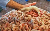 آغاز ذخیره سازی میگو مولد