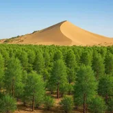 دو میلیون اصله نهال در سطح استان سمنان توزیع می شود
