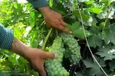 آغازبرداشت درسطح ۱۴۰۰ هکتار انگوراز باغات ایلام
