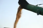خرید تضمینی ۱۳ هزار تن گندم و ۳۸۵ تن کلزا از کشاورزان استان البرز