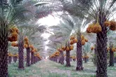 آغاز خرید توافقی خرما از نخلداران هرمزگان