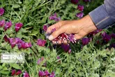 برداشت ۹۵ تن گیاه دارویی در ابرکوه
