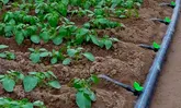 تجهیز ۶۴ هزار هکتار از اراضی کشاورزی سیستان و بلوچستان به سیستم نوین آبیاری