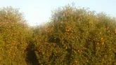 تولید بیش از 90 درصد محصول کلزای کشور در خوزستان