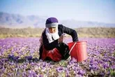 ارمغان بانوی درس‌خوان سوغات زعفران در زمین‌های همدان