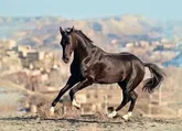 احیا صنعت اسب اصیل ترکمن خراسان شمالی