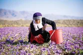 ارمغان بانوی درس‌خوان سوغات زعفران در زمین‌های همدان