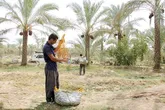 گسترش عارضه‌ خشکیدگی زنگ خطری برای نخلستان‌های خوزستان