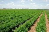 آغاز پایش مزارع گندم استان اردبیل برای جلوگیری از خسارت و آفت