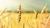 خرید تضمینی گندم توسط شبکه تعاون روستایی آذربایجان شرقی از مرز ۲۷ هزار تن گذشت