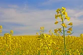 سطح زیرکشت کلزا در کردستان به 4500 هکتار افزایش می‌یابد