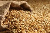 خرید بیش از 3 هزار تن جو برای تأمین نهاده های دامی دامداران آذربایجان غربی