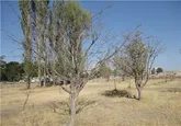 باغ خیابان عطایی هم در معرض نابودی