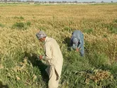 شناسایی ۳هزار هکتار زمین مناسب کشاورزی و طرح عمرانی در هرمزگان