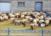 دام‌های بیمار عراق، تهدیدی برای دامداران خوزستان