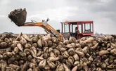 1.8 میلیون تن چغندرقند در آذربایجان غربی خریداری شد