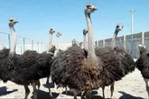 تایباد رتبه اول پرورش شترمرغ استان در خراسان رضوی