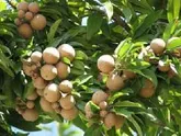 آغاز برداشت میوه چیکو در استان