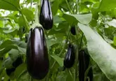 آغاز برداشت بادمجان در هرمزگان