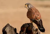 دستگیری فروشنده پرندگان شکاری در سنندج