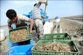 صنعتی درآمدزا اما مغفول مانده