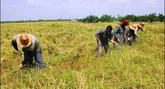 انتقاد کشاورزان شمال خوزستان از افزایش تعرفه آب کشاورزی