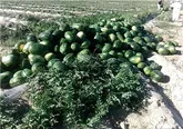 هرمزگان تامین کننده هندوانه شب یلدا در کشور