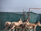 تأسیس اولین مرکز تحقیقات گورخر آسیایی در گرمسار
