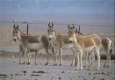 فرار از قرنطینه!