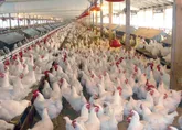 گيلان بزرگترين قطب توليد مرغ سبز می شود