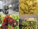 صدور مجوز برای ۱۲۰ واحد صنایع تبدیلی صادرات محور در اردبیل