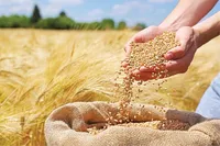 کشاورزان یک میلیارد دلار صرفه‌جویی ارزی رقم زدند
