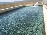 افزایش 46.6 درصدی تولید ماهی قزل‌آلا در چهار محال و بختیاری