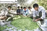 جشنواره ملی زیتون طارم در ابتدای راه گیر کرده