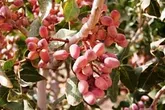 ایجاد اتحادیه پسته‌کاران دغدغه اساسی کشاورزان دامغان است