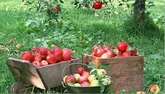 سیب اشنویه به روسیه صادر می شود