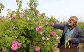 ثبت تجاری ۱۳ محصول باغی مهم کشور