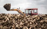 1.8 میلیون تن چغندرقند در آذربایجان غربی خریداری شد