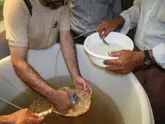 مولد سازی میگو در هرمزگان از لارو نسل اول مولدهای عاری از بیماری
