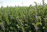 کشت ۱۷۰ هکتار بادرنجبو در اراضی آذربایجان غربی