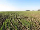 خیز استان سمنان برای افزایش تولید گندم بدون توسعه سطح زیرکشت