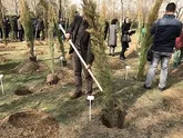 ۶۰۰ هزار اصله نهال تولیدی نهالستان‌های سمنان در روز درختکاری توزیع می‌شود