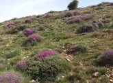 بهره‌برداری و برداشت غیرمجاز از مراتع وگیاهان دارویی در استان سمنان  ممنوع شد