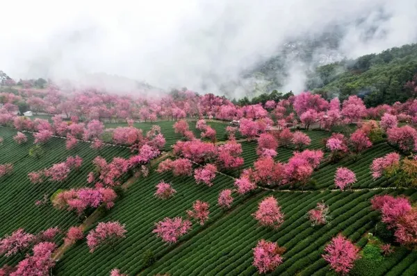 شکوفه های گیلاس زمستانی در یوننان چین