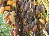 پیش بینی برداشت 8 هزار تن محصول خرمای پیارم