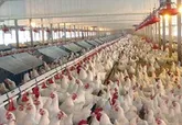 پول نهاده‌های دامی را از مرغداران گرفته‌اند اما بار نمی‌دهند